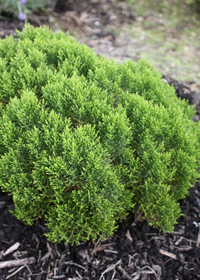 Hebe cupressoides 'Boughton Dome'